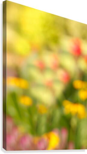 Nod to Monet Canvas Print