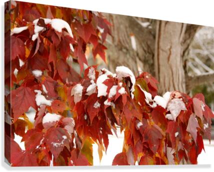 Fall Colors with Snow  Canvas Print