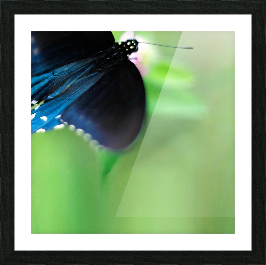 Fly By Picture Frame print