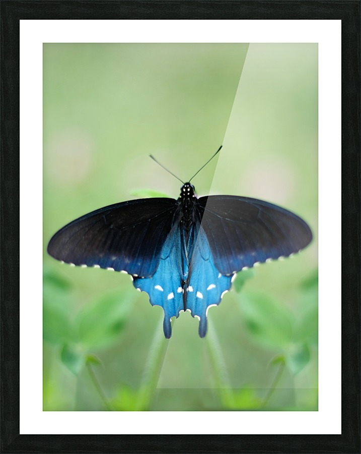 Wings Picture Frame print