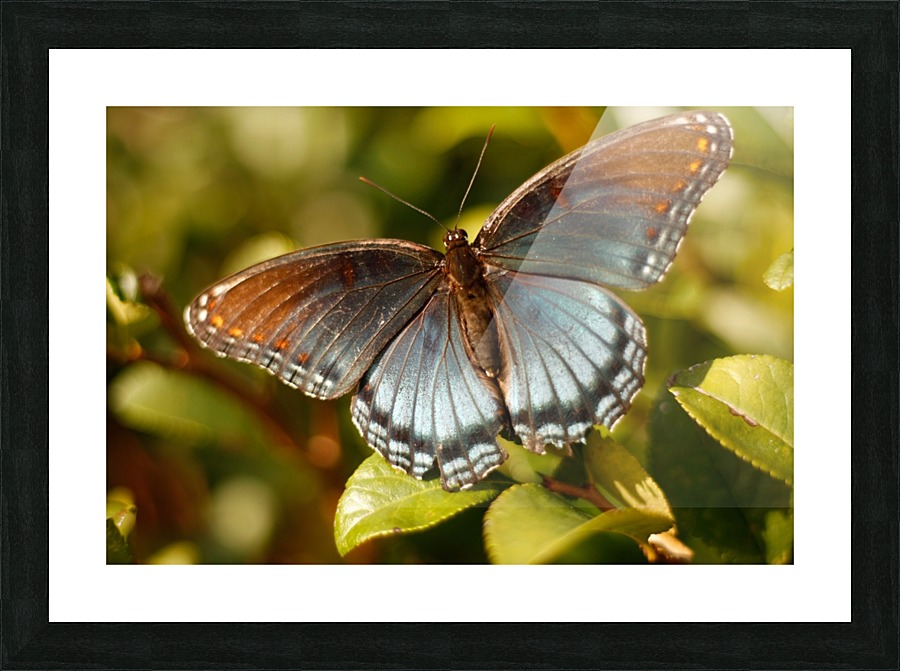 Dazzling Iridescence Picture Frame print