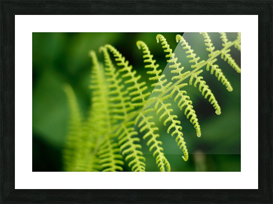 Fern Picture Frame print