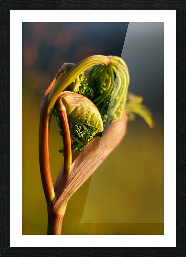 Emerge Picture Frame print