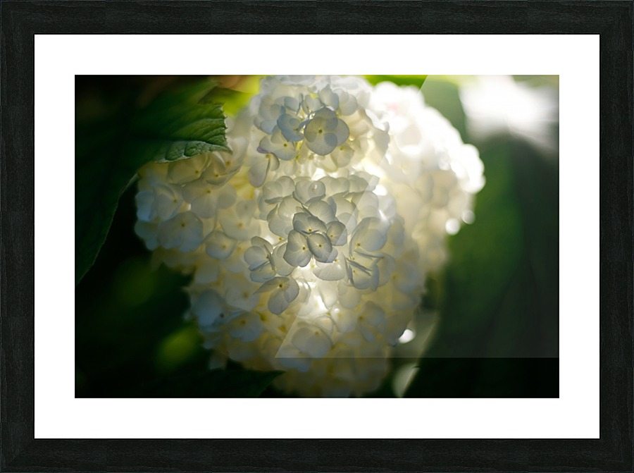 Enlightened  Picture Frame print