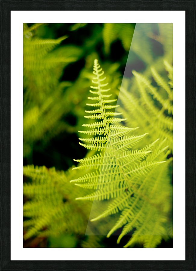 Fern Leaf Picture Frame print