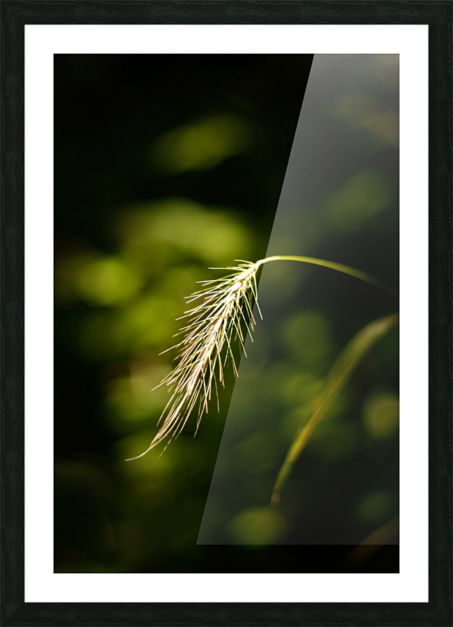 Lighted Grass Picture Frame print