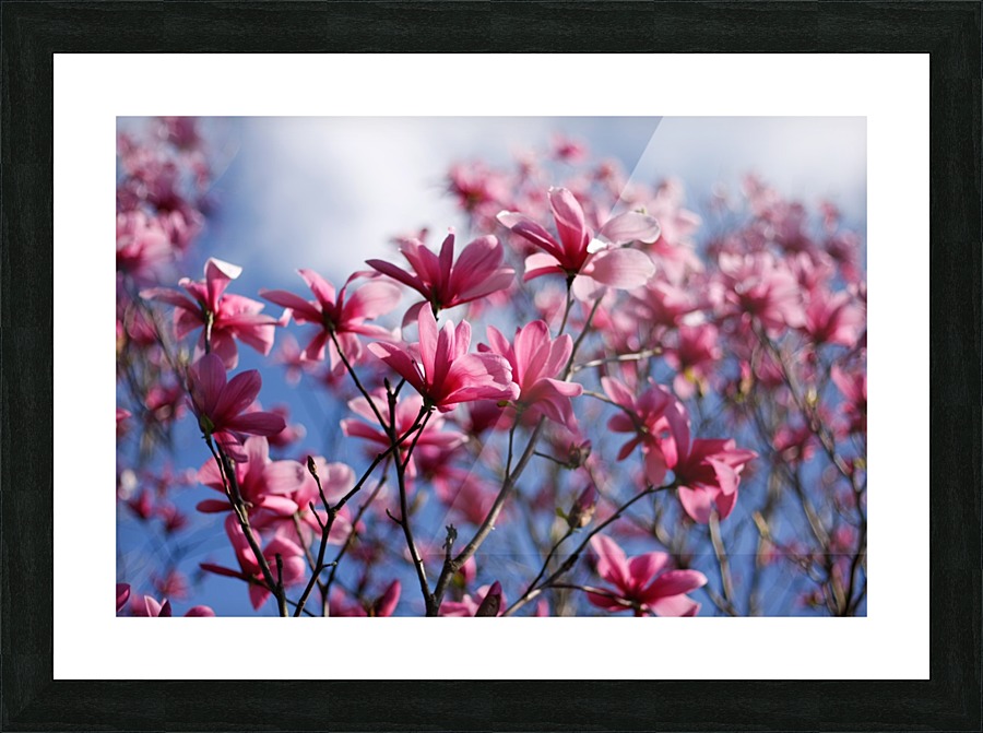 Dramatic Sky Magnolias Picture Frame print