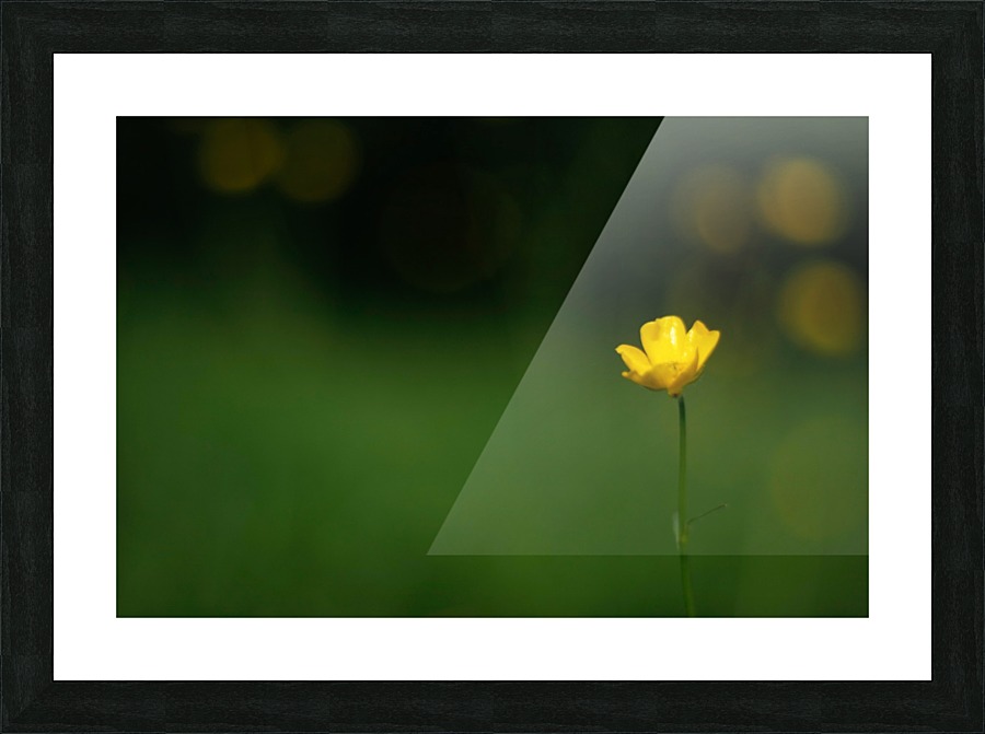 Lone Buttercup Picture Frame print