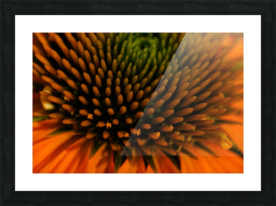 Patterns in Nature Picture Frame print