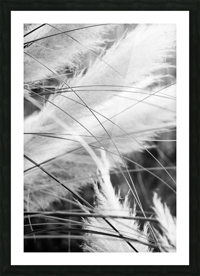 Pampass Grass Picture Frame print