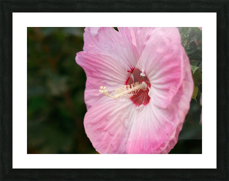 Pink Belle  Picture Frame print
