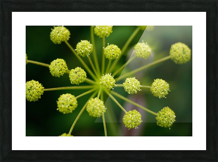 Starburst (2) Picture Frame print