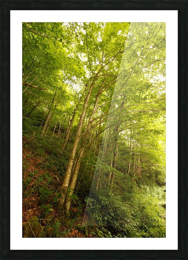 Enchanted Picture Frame print