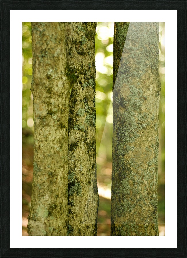 Tri Trunks Picture Frame print