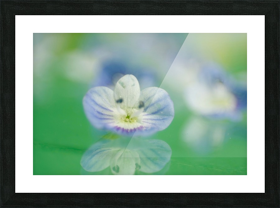 Varigated Purple Flower Picture Frame print