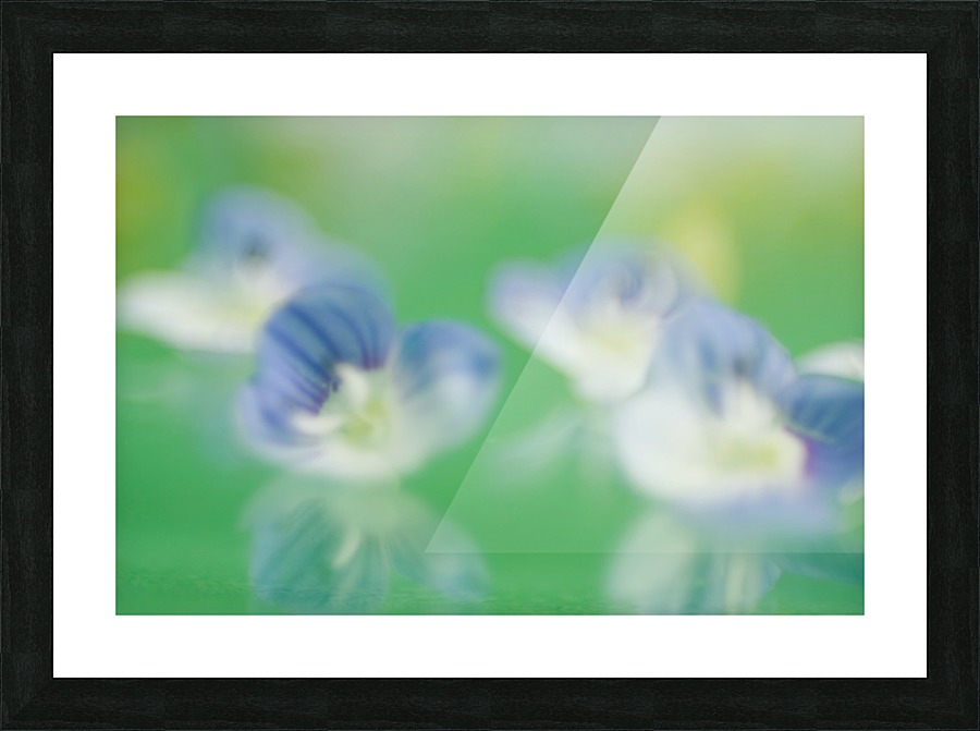 Tiny Flowers with Reflection Picture Frame print