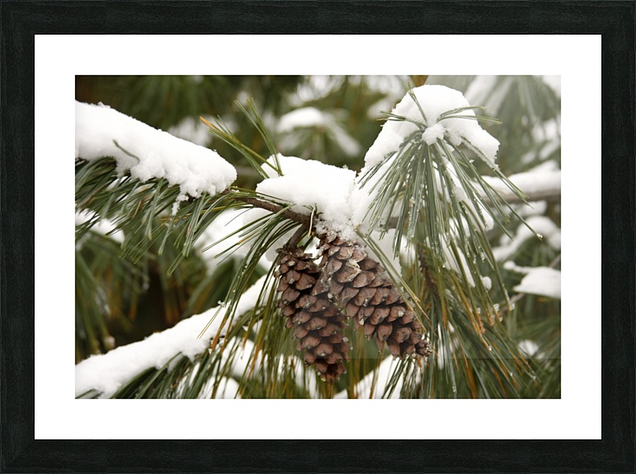Pinecones and Snow Picture Frame print