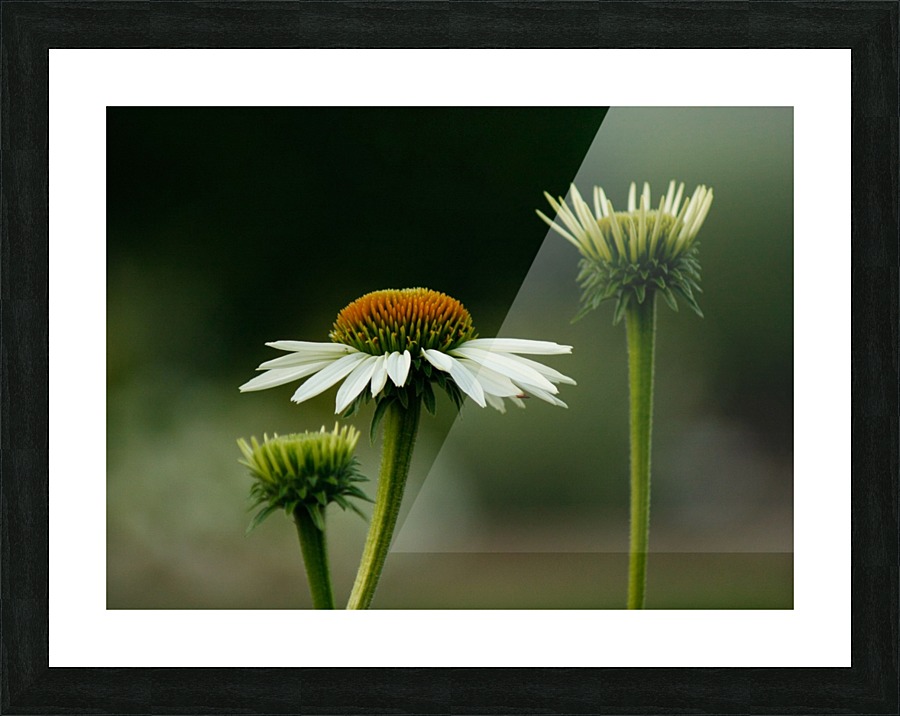 _MG_2945 Picture Frame print