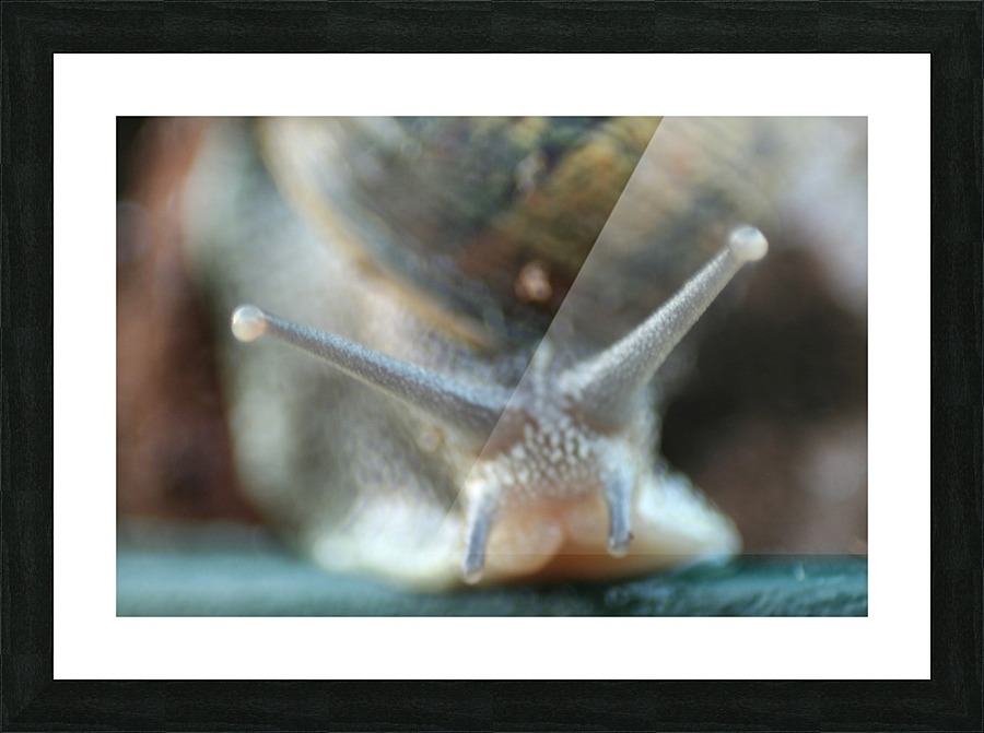 snail Picture Frame print