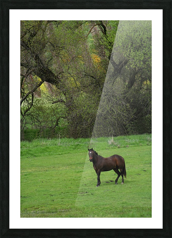 Lone Stallion Picture Frame print