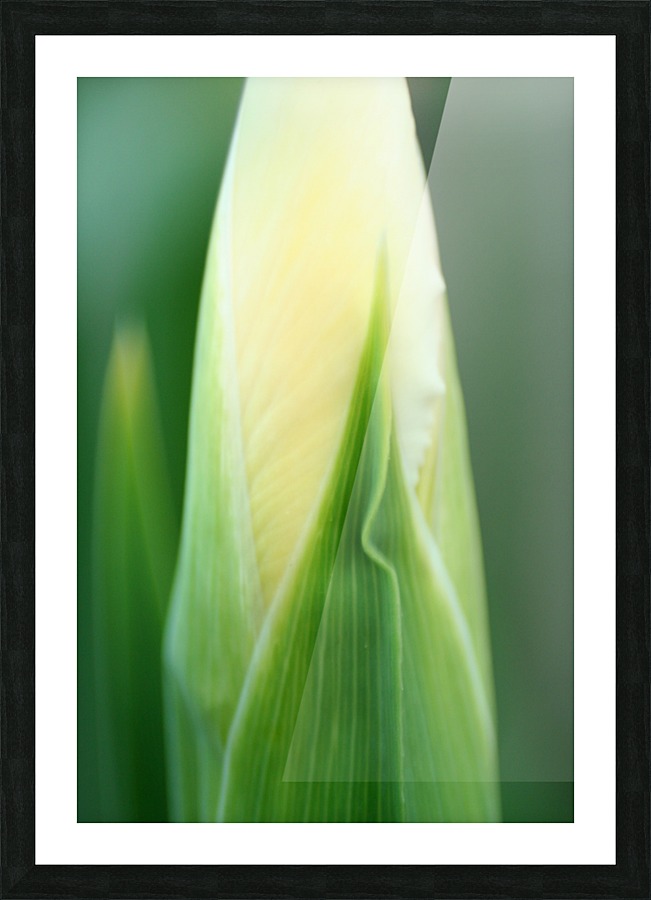 Iris Bud Picture Frame print