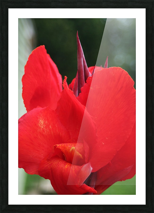 Red Picture Frame print