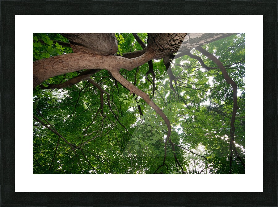If Trees Could Talk  Picture Frame print