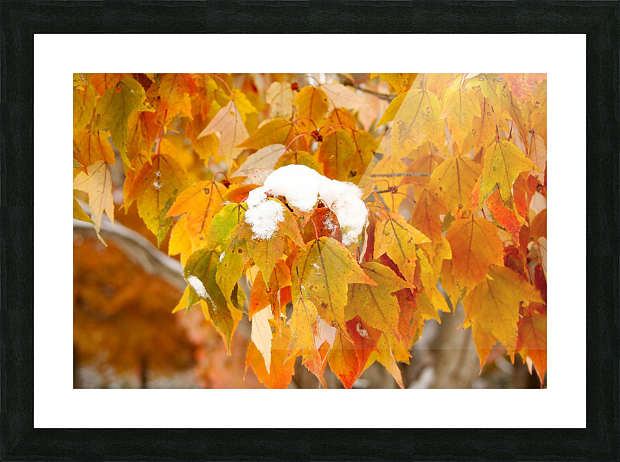 Snow Capped Leaves  Picture Frame print