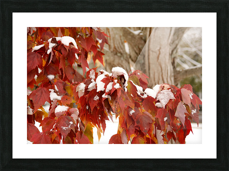 Fall Colors with Snow  Picture Frame print