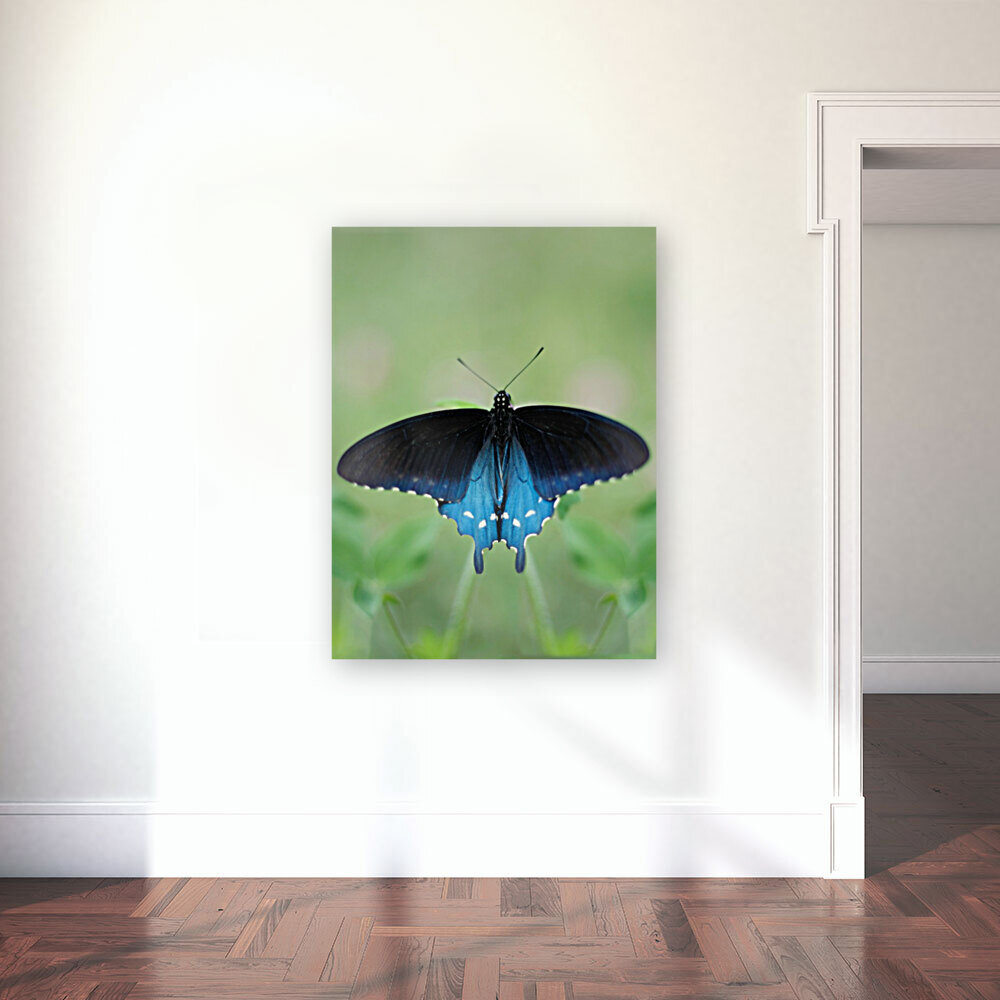 Wings Reproduction