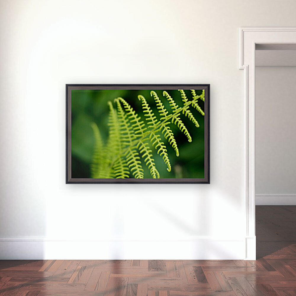 Fern Reproduction