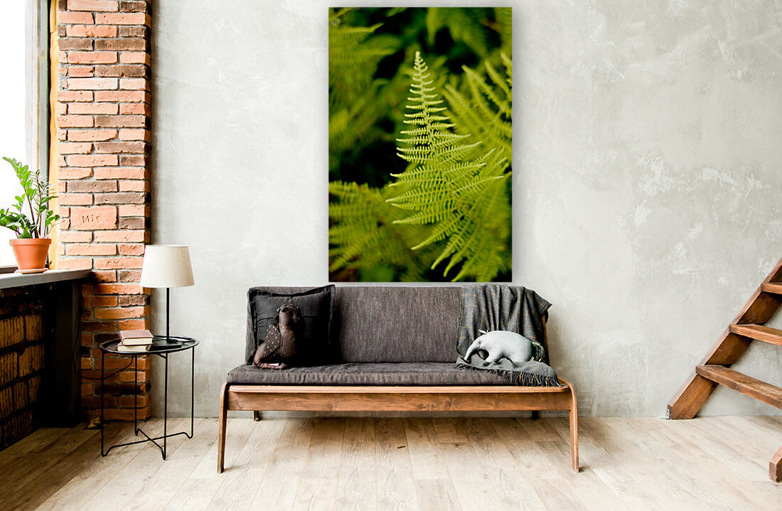 Fern Leaf Reproduction