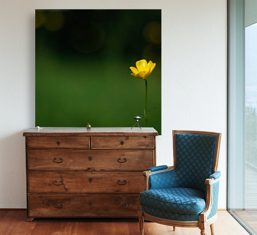 Lone Buttercup Reproduction