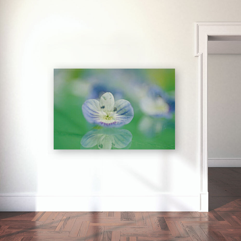 Varigated Purple Flower Reproduction