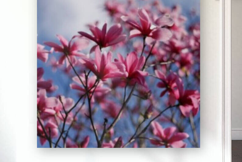 Dramatic Sky Magnolias Reproduction