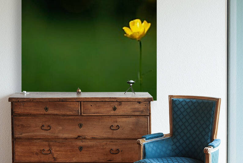 Lone Buttercup Reproduction