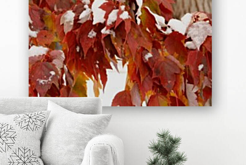 Fall Colors with Snow  Reproduction