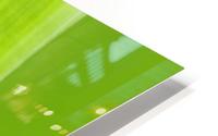 Subtle Greens HD Metal print