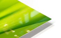 Macro Grass HD Metal print