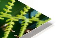 Fern HD Metal print