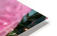 Pink Belle  HD Metal print