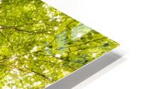 Enchanted HD Metal print