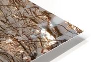 Snowy Trees HD Metal print