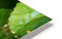 Green Leaves HD Metal print