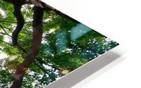 If Trees Could Talk  HD Metal print