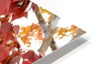 Fall Finale  HD Metal print