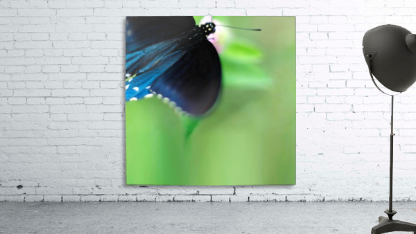 Fly By Wall Preview