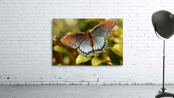 Dazzling Iridescence Wall Preview