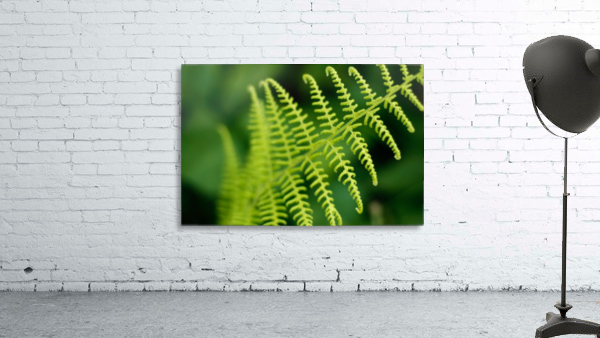 Fern Wall Preview