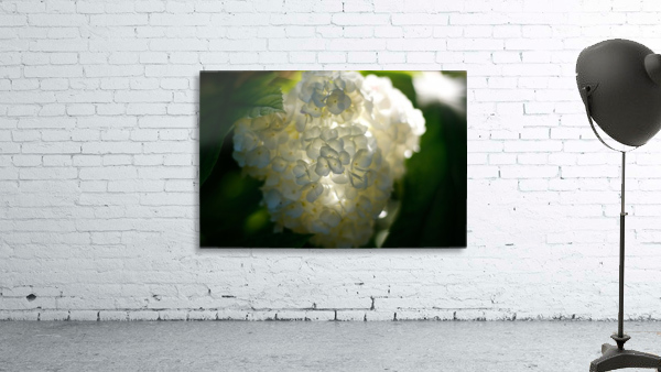 Enlightened  Wall Preview